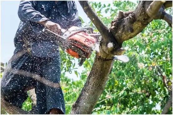 tree services Seaside